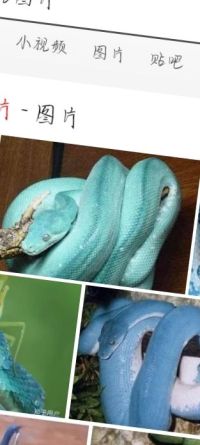 蓝血蛇