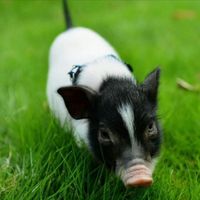 校草拜猪当学霸